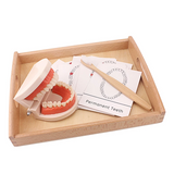 Montessori Brushing Aids