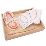 Montessori Brushing Aids