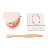 Montessori Brushing Aids